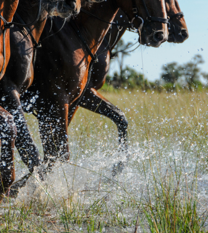 Horses in water on a African Horse Safaris riding holiday