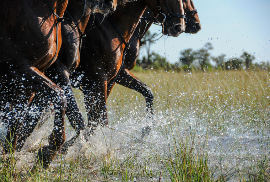 Horses on a African horse safari riding holiday