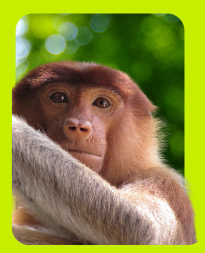 Monkey in Borneo Rainforest