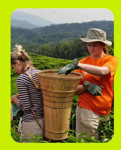 Young adults helping with harvesting one carrying harvesting basket