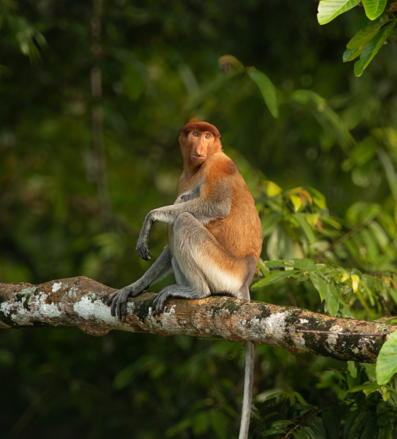 Probiscis Monkey sitting in tree taken on a Camps International Expedition